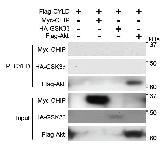 Supplementary Figure S5. CYLD interacts with Akt but not with CHIP or GSK3β.