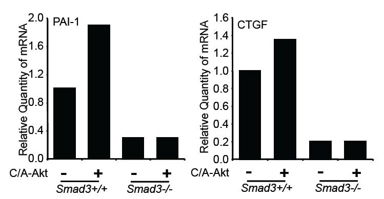 Supplementary Figure S7. Akt induces fibrotic responses via Smad3.
