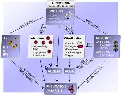 The pathogenesis of rheumatoid arthritis Baka