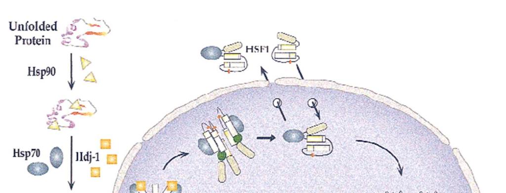 Regulation of the HS Response and the HSF Cycle Inert monomer in the cytoplasm