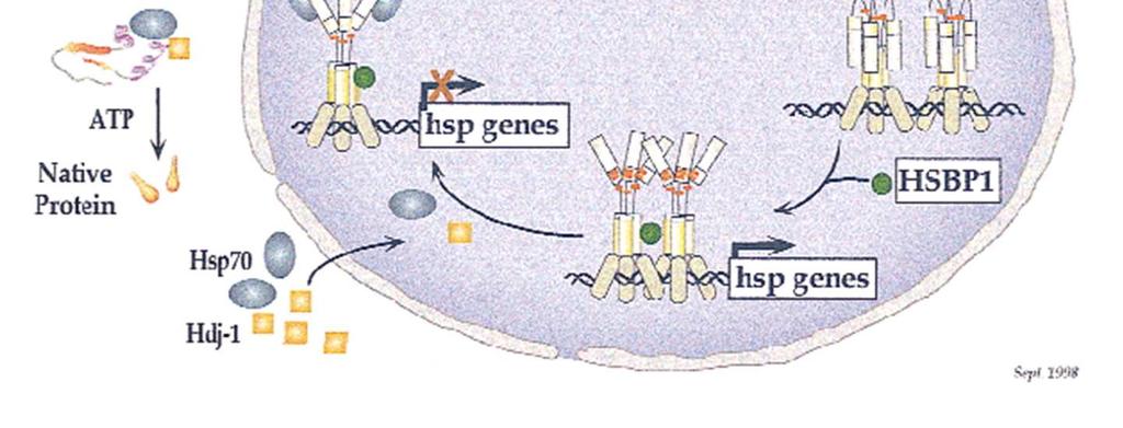 Trimerization HSF binding protein (HSBP1) negatively regulates trimer