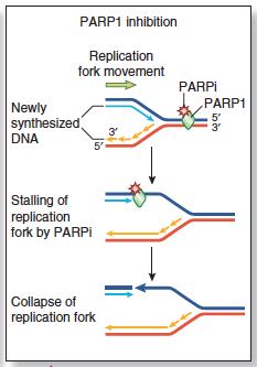 How do PARP inhibitors selectively kill