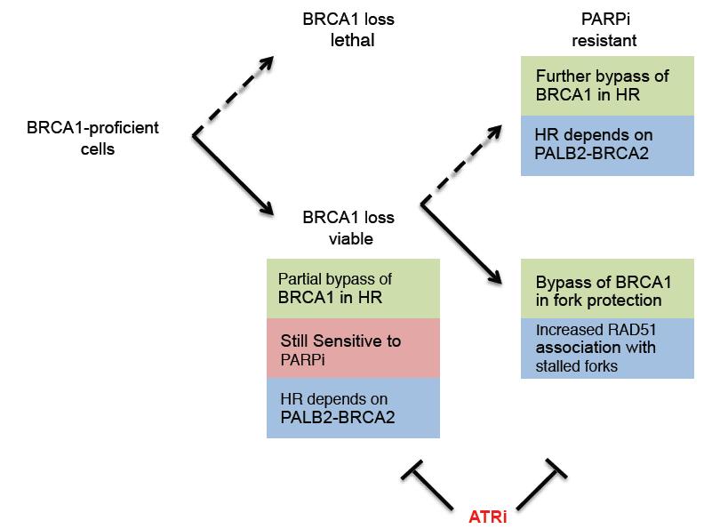 ATRi overcomes PARPi resistance by blocking BRCA1-