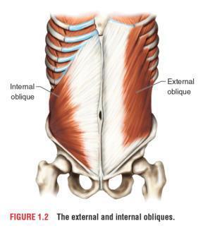 In front of the transversalis fascia is the internal oblique muscle.