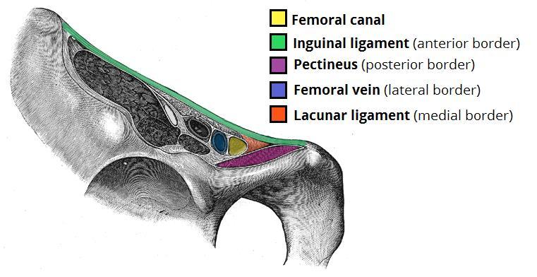 - It provides a space through which the femoral vein can expand.