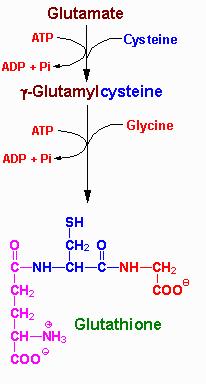 Synthesis of glutathione (GSH) The role of GSH as a reductantis extremely important - erythrocytes. Reduction of peroxides formed during oxygen transport.