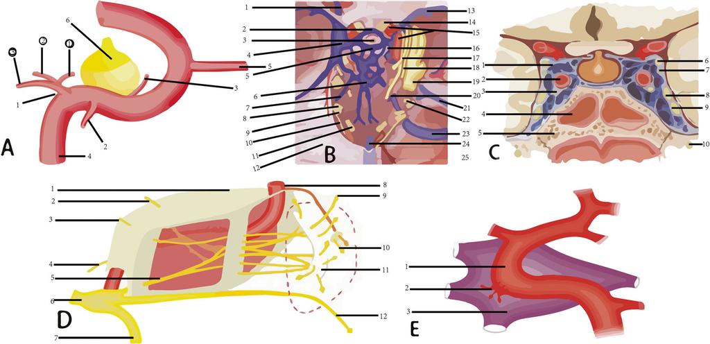 inferior cavernous sinus artery; 3. capsular arteries; 4. Internal carotid artery; 5. Ophthalmic artery;6. pituitary); b Cavernous sinus (internal basal surface of skull; including: 1.