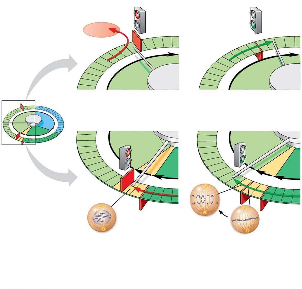 Figure 9.16 G 1 checkpoint G 0 G 1 G 1 G 1 S Without go-ahead signal, cell enters G 0. (a) G 1 checkpoint With go-ahead signal, cell continues cell cycle.
