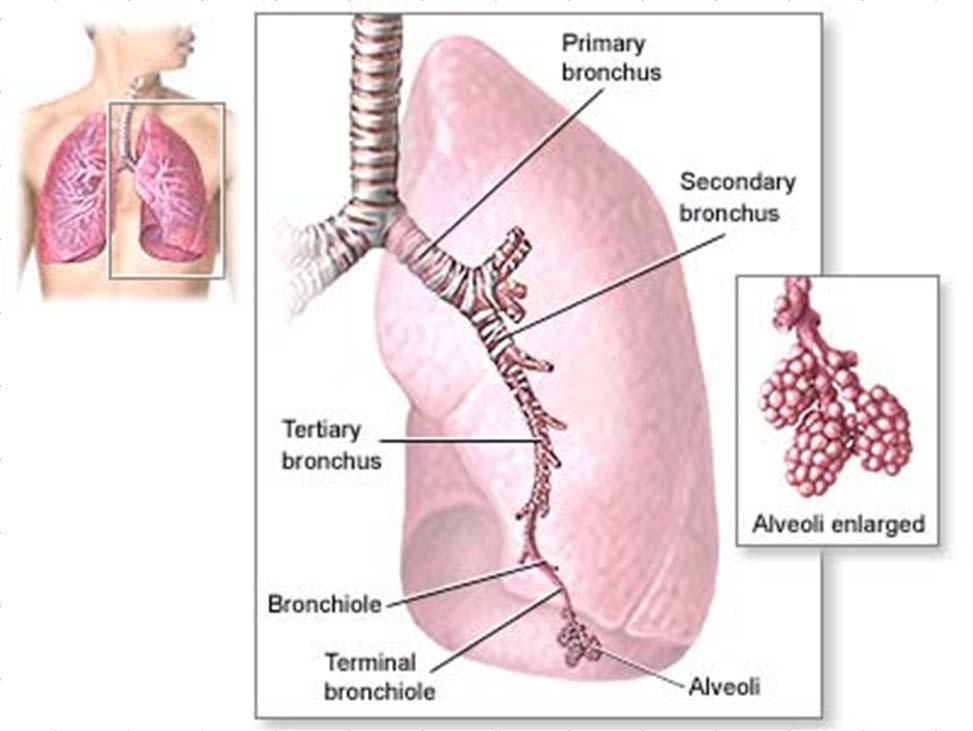Lower Respiratory Tract Right and Left main stem bronchi Secondary Bronchi Tertiary Bronchi