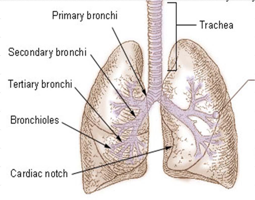 Lower Respiratory Tract Bronchial Tree Right