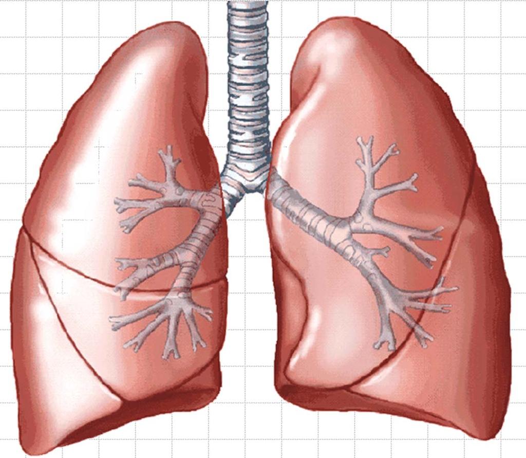 Lungs Lobes Right Upper Lobe Left Upper Lobe