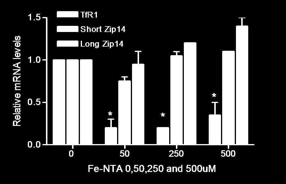 C) To induce iron loading, AML12 cells were incubated with 0, 50, 250, or 500 μm of Fe-NTA (Fe-nitrilotriacetic acid) for 24h.