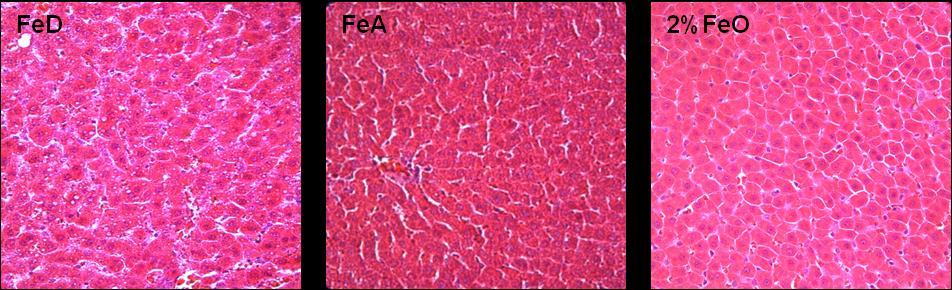 Figure 3-7. Hematoxylin and Eosin (H&E) staining of liver tissue from rats fed irondeficient, iron-adequate and 2% carbonyl iron diets.