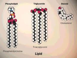 Lipids (Fat) Lipids are used for a variety of functions in cells and organisms.