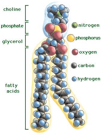 Lipids Some lipids called phospholipids. They are molecules that have fatty acids on one end and a polar functional group at the other end.