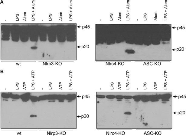 Eur. J. Immunol. 2008. 38: 2085 2089 Highlights 2087 Figure 2. Alum-induced caspase-1 activation is Nlpr3- and Asc-dependent.