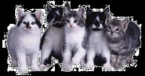 Asexual Reproduction vs Sexual reproduction These kittens have been produced through the process of sexual reproduction. Some organisms use asexual reproduction to produce offspring.