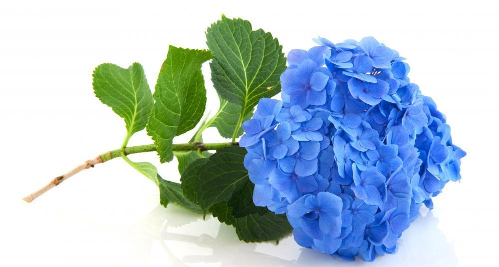 Environmental Variation Hydrangea Case study Colour variation in hydrangeas is determined by the
