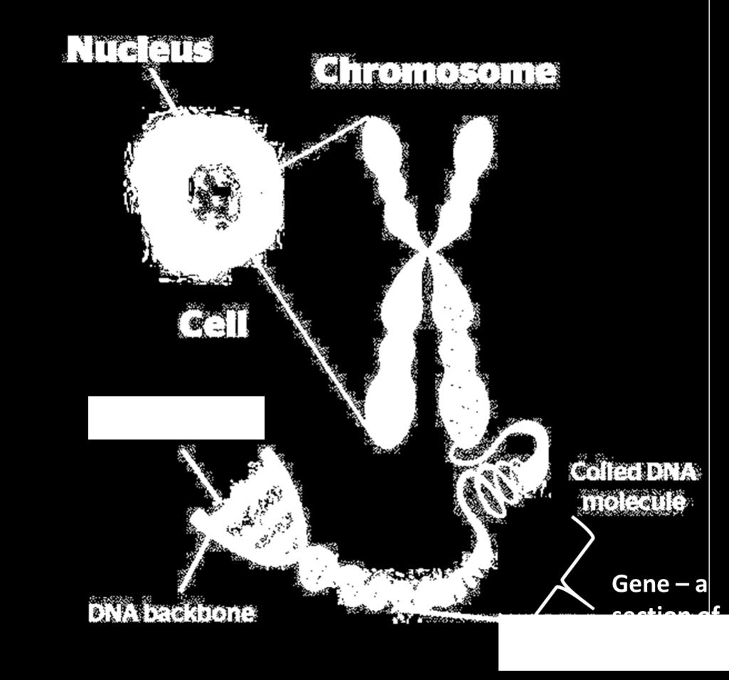 Genes are the sources of inherited information All living things are made of cells. The nucleus of a cell contains chromosomes which carry instructions for the physical characteristics of an organism.