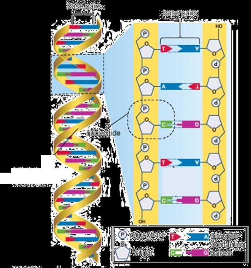 DNA (deoxyribonucleic acid) is made from smaller repeating units called nucleotides which