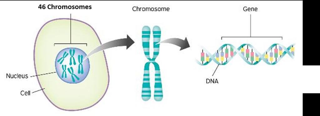 DNA is organised into chromosomes and genes The human cell has 46 chromosomes arranged into 23 pairs of chromosomes.