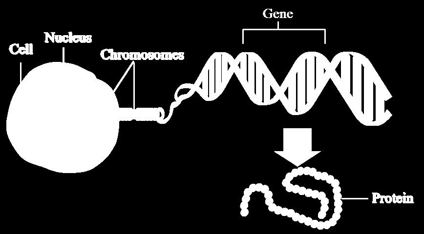 Summary: Cell, nucleus, chromosome, DNA, gene and protein Chromosomes are found in the nucleus of each cell and are made up of DNA.