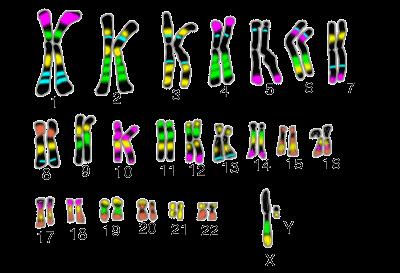 One pair is the sex chromosomes XX in females