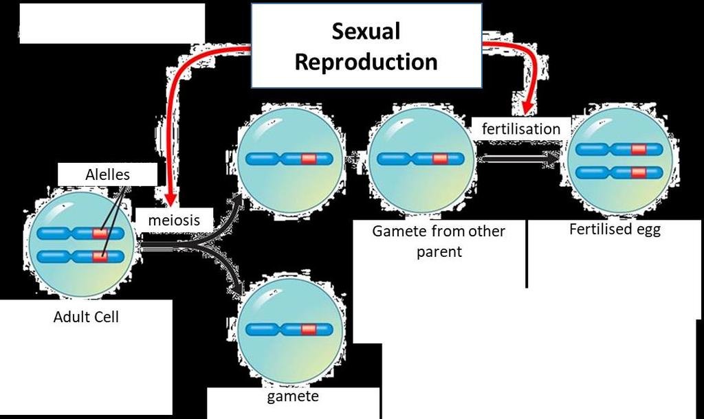 Variation is due to genes being passed on from parents to offspring during sexual reproduction Genes are passed on from parents when the DNA in each parents gametes combine to form
