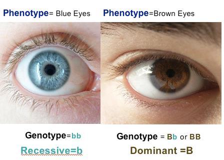 Phenotype, genotype and dominance When the phenotype is recessive then the genotype can only be homozygous recessive.