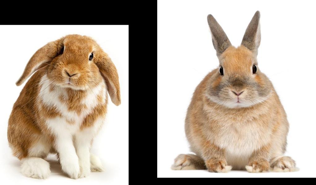 Lop Eared rabbits an example Rabbit ears normally point straight up. Some rabbits have an allele for lop ears that cause the ears fold down.