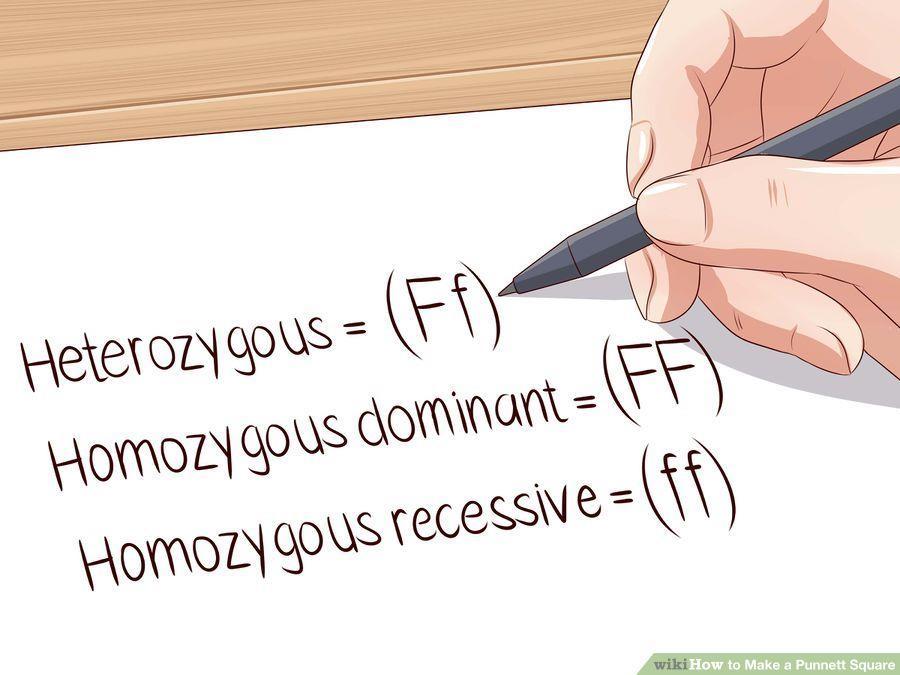 How to use a Punnett squares to predict offspring 4.