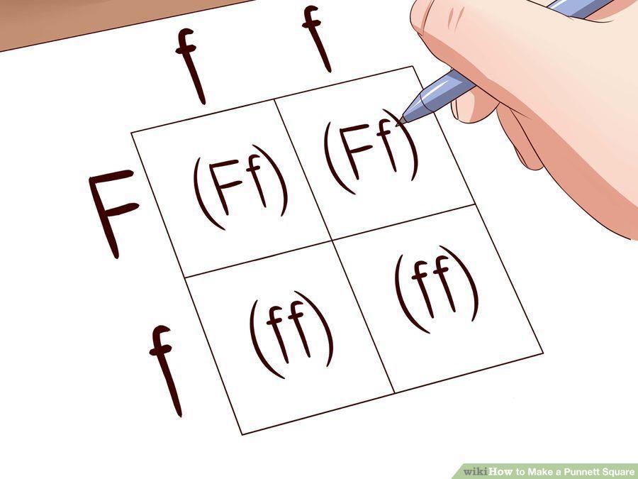 How to use a Punnett squares to predict offspring 6.