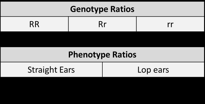 Calculating Phenotype and genotype