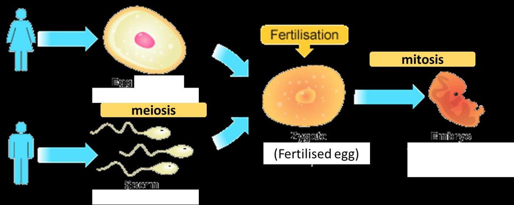 Sexual reproduction involves a mobile male gamete (e.g. sperm) fusing with a stationary female gamete (e.g. egg) Both males and females only donate half of their chromosomes (one from each homologous pair) to form gametes through meiosis.