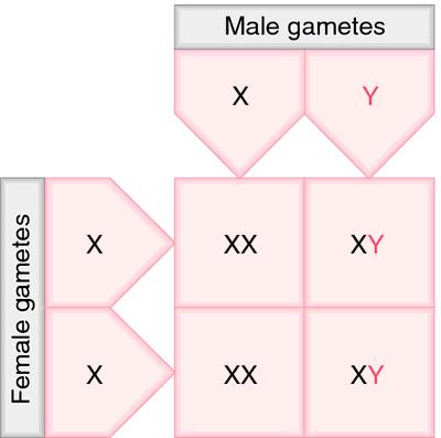Sex determination A Punnett square can be used to demonstrate