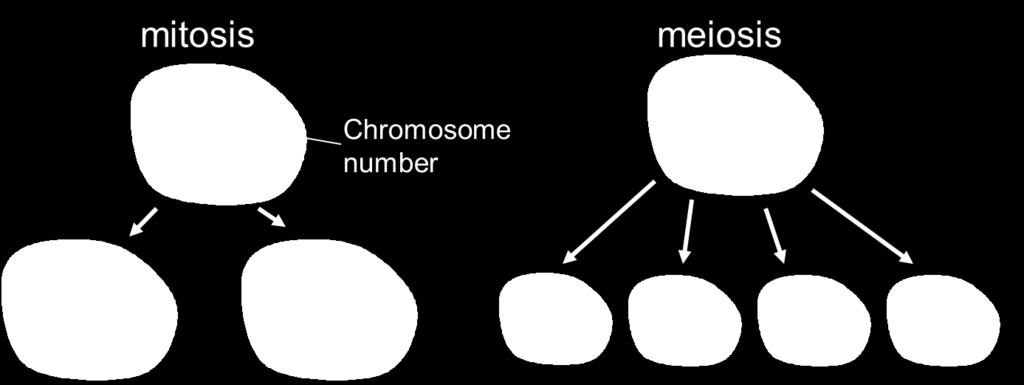 Comparing Mitosis and Meiosis Meiosis is cell division that occurs in the testes(sperm) and ovaries(eggs) producing unique gametes.