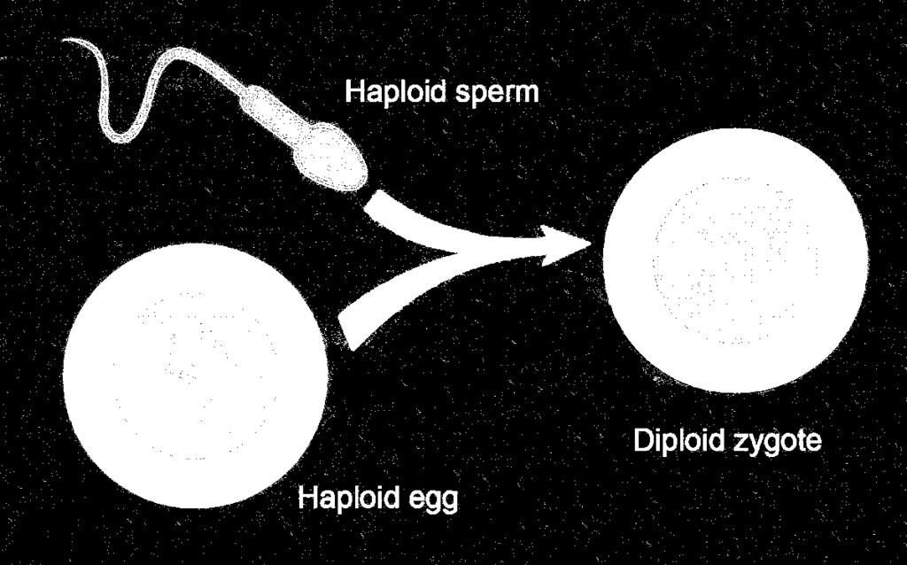 Haploid and Diploid Gametes contain only one set of chromosomes and are known as haploid (or half).