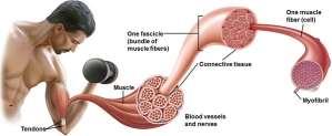 Ch 9: Muscle Physiology Objectives: 1. Review 3 muscle types and how they are regulated. 2. Review muscle anatomy. 3. Sliding filament theory of how muscles contract and relax. 4.