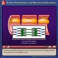 4. The Energetics of Muscle Contraction (ADP & ATP) Myosin heads pulling on actin