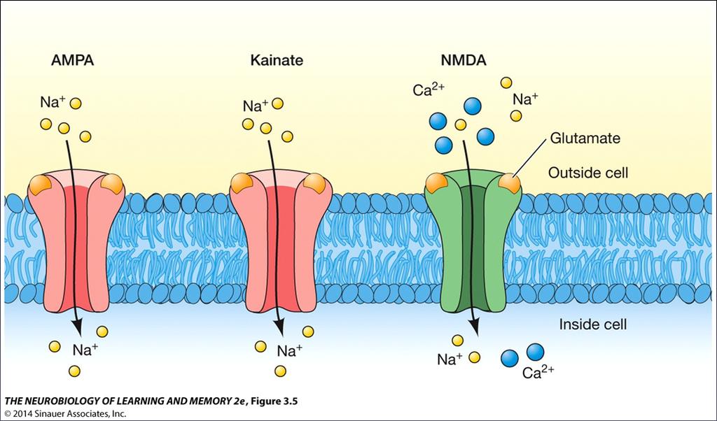 subtypes on dendrites of postsynaptic neurons non-nmda receptors