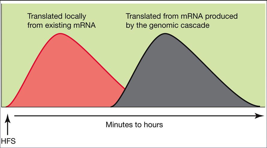 mrna Genomic cascade New mrna Two waves