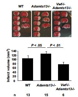 How can the proinflammatory activity of VWF be counteracted?