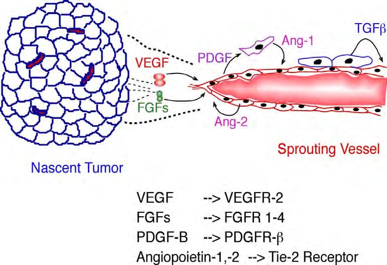 VEGFs FGFs Angiopoietins PDGF B TGFβ VEGF