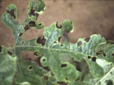 susceptible. Spraying tomatoes with insecticides does not control the disease because leafhoppers migrate from distant places and do not reproduce or remain in tomato fields.