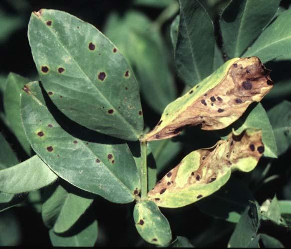 of these fungicides except mancozeb have some degree of activity on powdery mildew should that disease also become a problem later in the season.