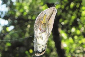 It takes a small leaf and attaches its egg-sac to its side that will become concave upon drying. This leaf is hung with some threads in a foot-long gap between tips of two branches of a shrub.