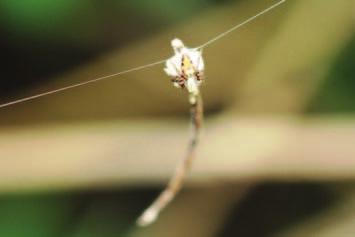 Figure 8. Hamataliwa sp. (Oxyopidae) with its eggsac built over a stick that hangs from a single transverse thread. exact replicas of their parents.