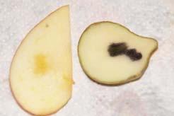 Iodine can insert into the middle of the helix giving starch a blue colour in a potato (right). Apples (left) contain very little starch. http://www.webexhibits.