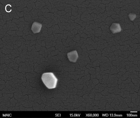 C) Scanning electron microscopy image of crystals grown under a DPPC monolayer.