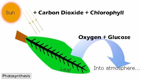 Photosynthesis: : Energy storage Sun, chlorophyll 6